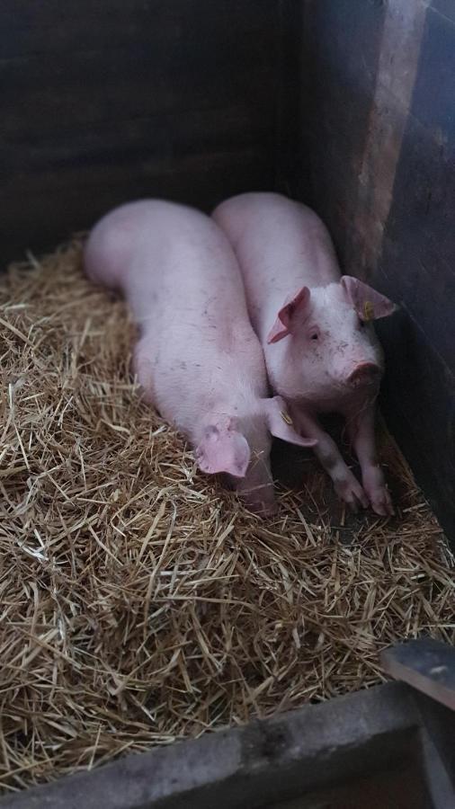 Hinterreithlehen - Ferienwohnung Am Bauernhof Mittersill Zewnętrze zdjęcie