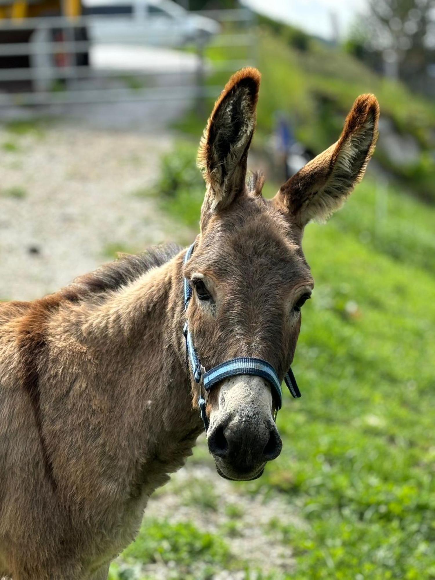 Hinterreithlehen - Ferienwohnung Am Bauernhof Mittersill Zewnętrze zdjęcie