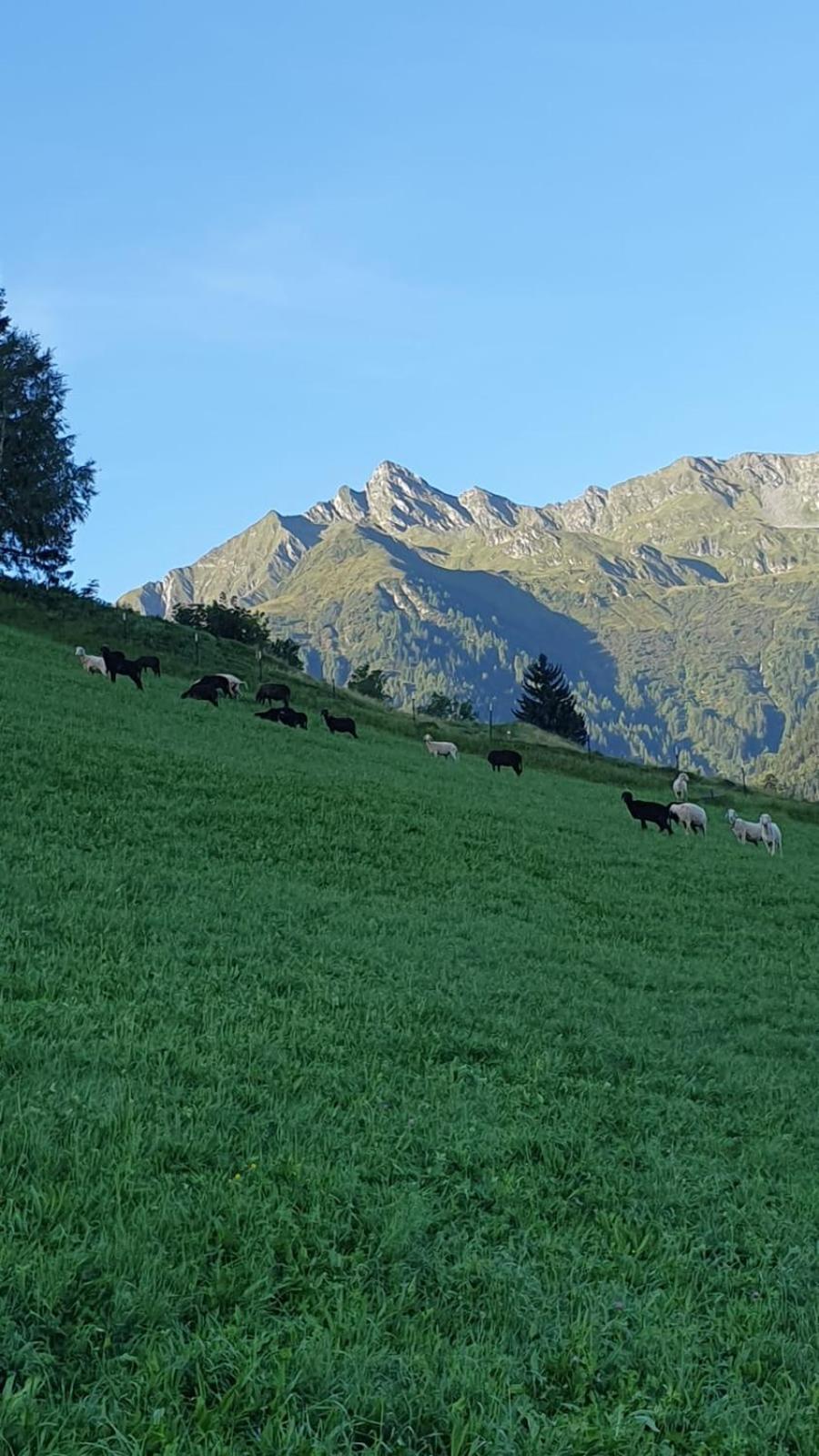 Hinterreithlehen - Ferienwohnung Am Bauernhof Mittersill Zewnętrze zdjęcie